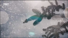 Payitaht Sultan AbdulHamid - Season 01 Episode 282